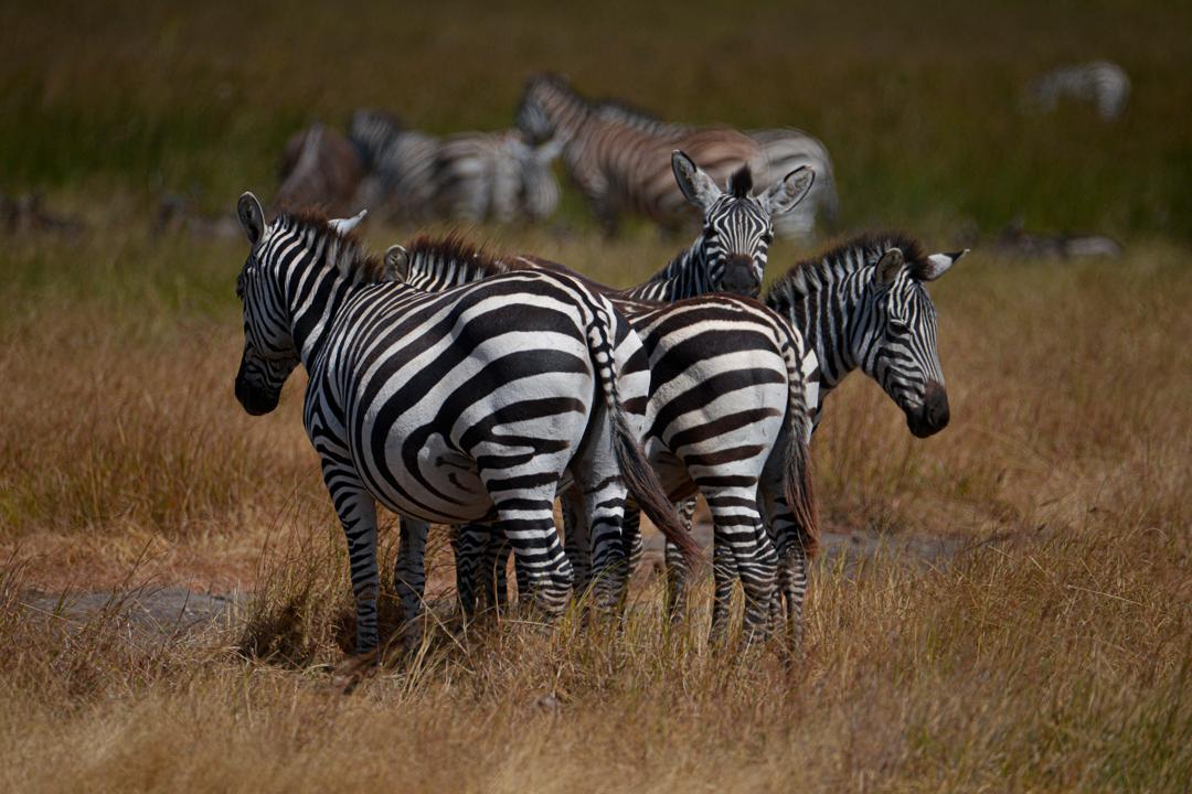 7 DAYS- ZANZIBAR ISLAND BLISS AND MIKUMI SAFARI ESCAPE